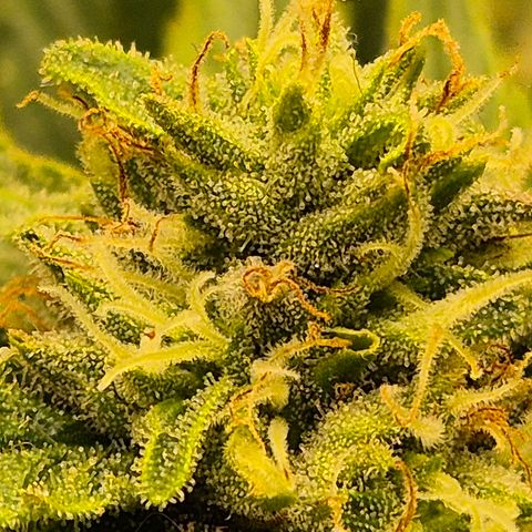 Mimosa evo Photo ♥️ Barney's Farm  growlog timeline photo
