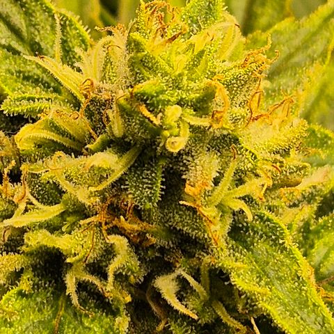 Mimosa evo Photo ♥️ Barney's Farm  growlog timeline photo