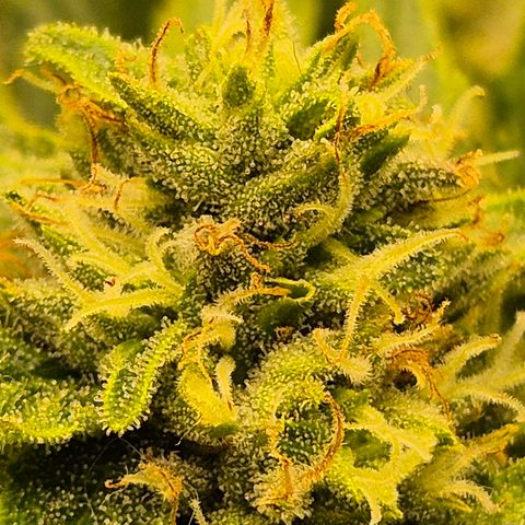 Mimosa evo Photo ♥️ Barney's Farm  growlog timeline photo