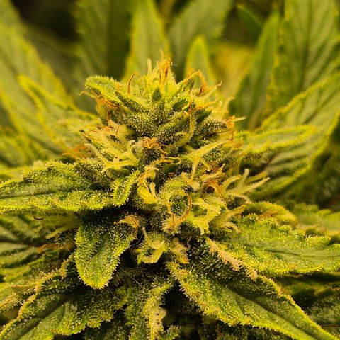 Mimosa evo Photo ♥️ Barney's Farm  growlog timeline photo