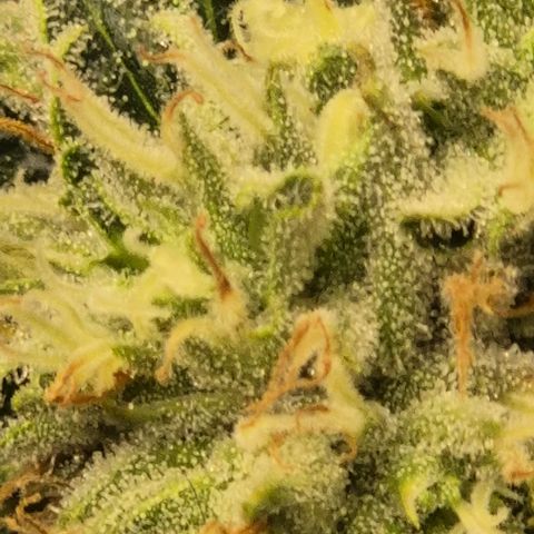 Mimosa evo Photo ♥️ Barney's Farm  growlog timeline photo