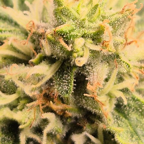 Mimosa evo Photo ♥️ Barney's Farm  growlog timeline photo