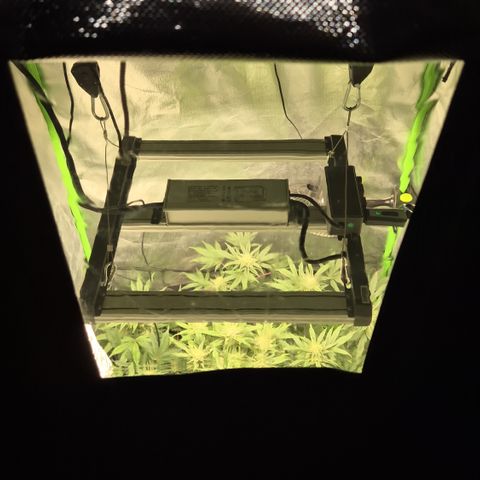 Mimosa evo Photo ♥️ Barney's Farm  growlog timeline photo