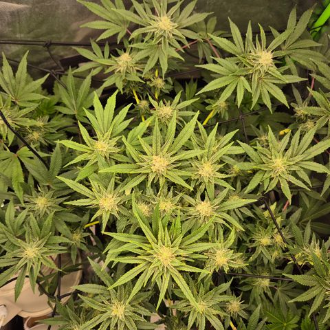 Mimosa evo Photo ♥️ Barney's Farm  growlog timeline photo