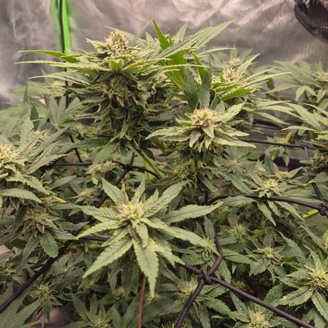 Mimosa evo Photo ♥️ Barney's Farm  growlog timeline photo