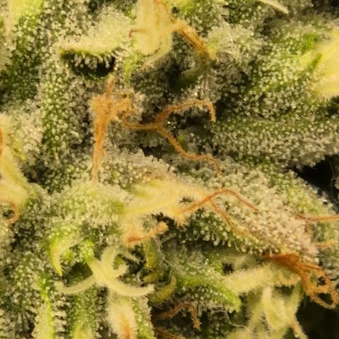 Mimosa evo Photo ♥️ Barney's Farm  growlog timeline photo