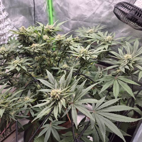 Mimosa evo Photo ♥️ Barney's Farm  growlog timeline photo