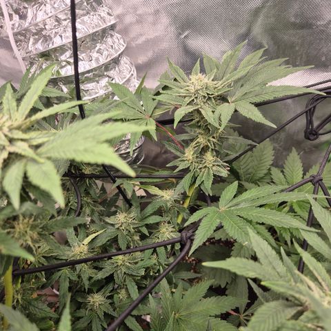 Mimosa evo Photo ♥️ Barney's Farm  growlog timeline photo