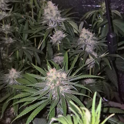 🍍Anna  #1 amnesia lemon  growlog timeline photo
