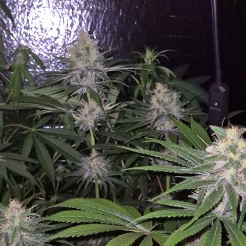 🍍Anna  #1 amnesia lemon  growlog timeline photo