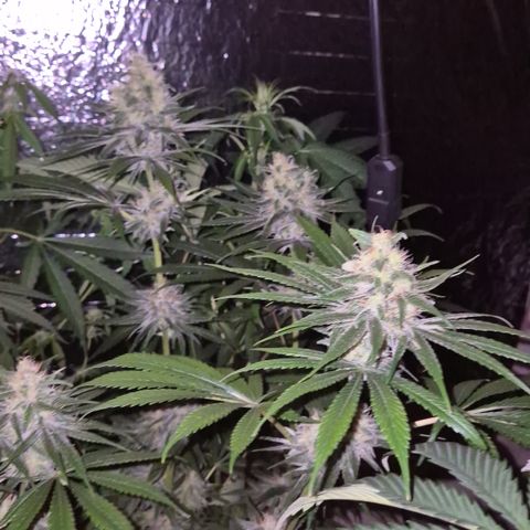 🍍Anna  #1 amnesia lemon  growlog timeline photo