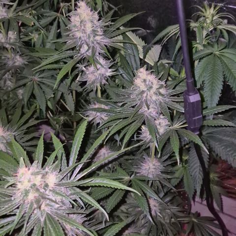 🍍Anna  #1 amnesia lemon  growlog timeline photo