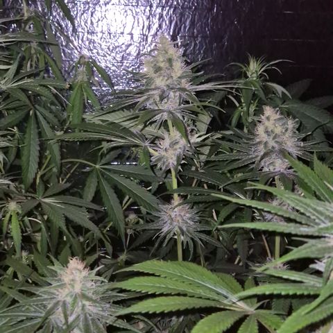 🍍Anna  #1 amnesia lemon  growlog timeline photo