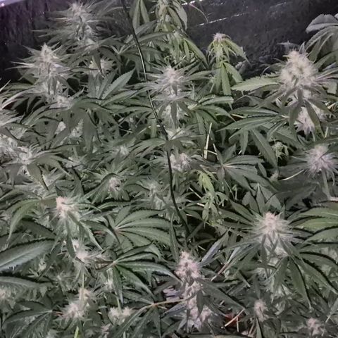DieAnnas  #2 amnesia lemon/ungedämmter Dachboden growlog timeline photo