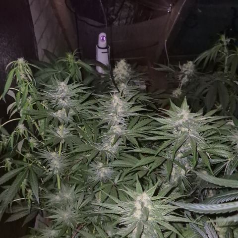 DieAnnas  #2 amnesia lemon/ungedämmter Dachboden growlog timeline photo