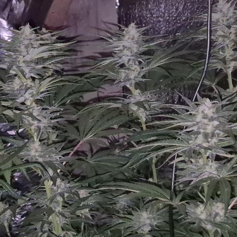 DieAnnas  #2 amnesia lemon/ungedämmter Dachboden growlog timeline photo