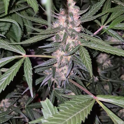🌈 Zkittles auto🌈 growlog timeline photo