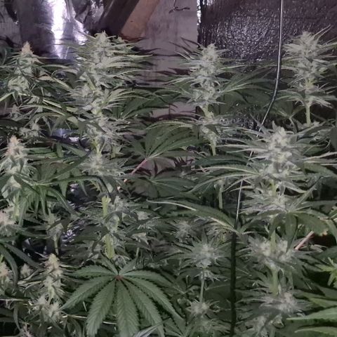 DieAnnas  #2 amnesia lemon/ungedämmter Dachboden growlog timeline photo