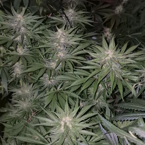 DieAnnas  #2 amnesia lemon/ungedämmter Dachboden growlog timeline photo