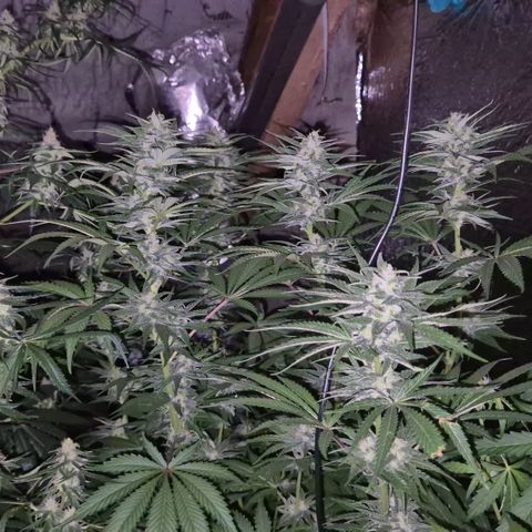 DieAnnas  #2 amnesia lemon/ungedämmter Dachboden growlog timeline photo