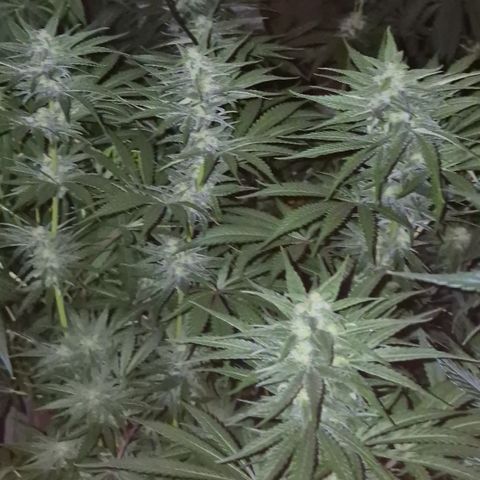 DieAnnas  #2 amnesia lemon/ungedämmter Dachboden growlog timeline photo