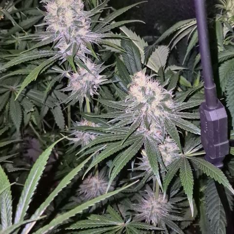 🍍Anna  #1 amnesia lemon  growlog timeline photo