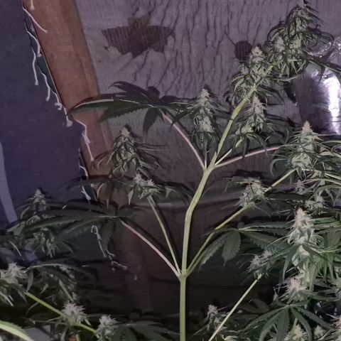 🌅Sherbi photo, blue sunset sherbert, Barneys farm  growlog timeline photo