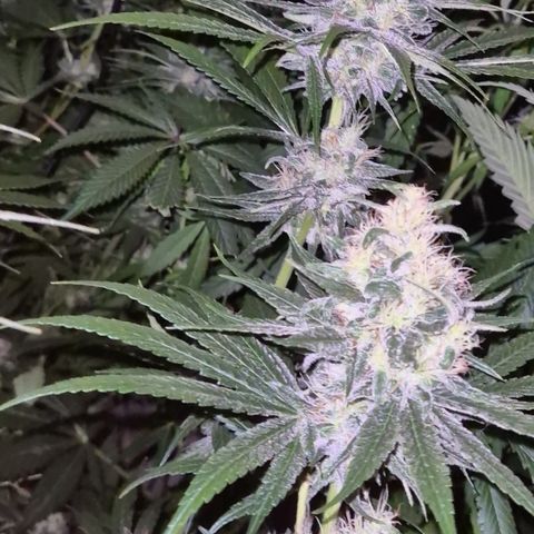 🍍Anna  #1 amnesia lemon  growlog timeline photo
