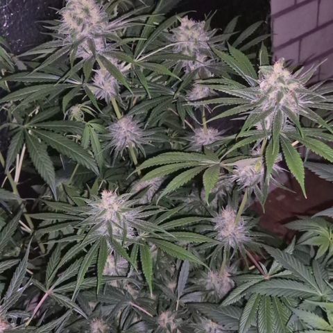 🍍Anna  #1 amnesia lemon  growlog timeline photo