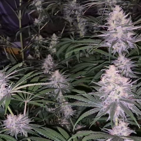 🍍Anna  #1 amnesia lemon  growlog timeline photo