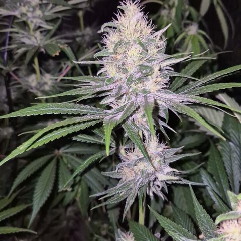 🍍Anna  #1 amnesia lemon  growlog timeline photo