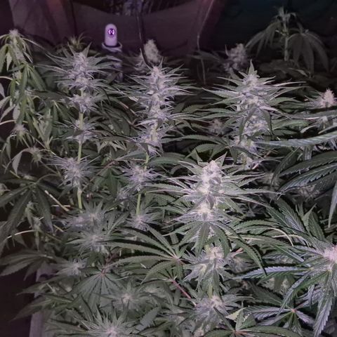 DieAnnas  #2 amnesia lemon/ungedämmter Dachboden growlog timeline photo