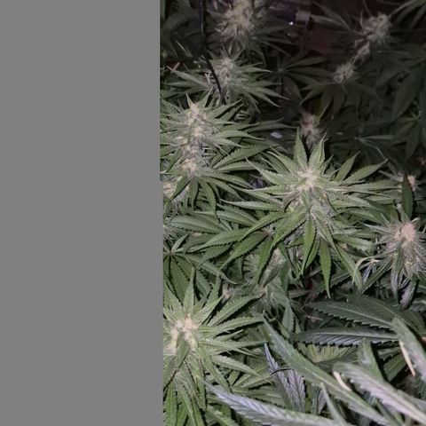 DieAnnas  #2 amnesia lemon/ungedämmter Dachboden growlog timeline photo