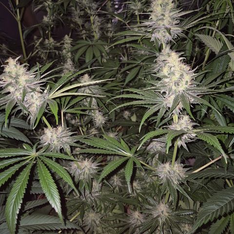 🍍Anna  #1 amnesia lemon  growlog timeline photo
