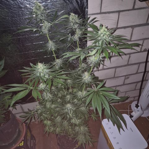 🍍Anna  #1 amnesia lemon  growlog timeline photo