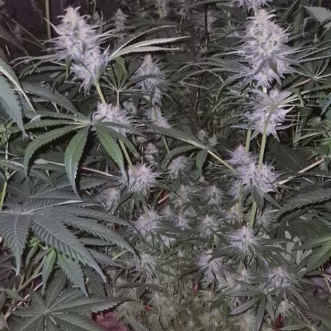 🍍Anna  #1 amnesia lemon  growlog timeline photo