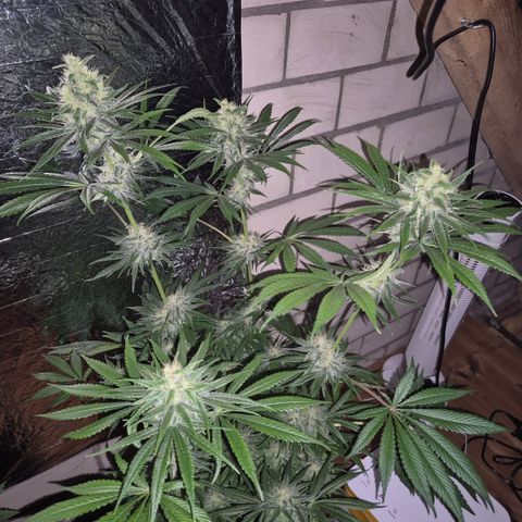 🍍Anna  #1 amnesia lemon  growlog timeline photo