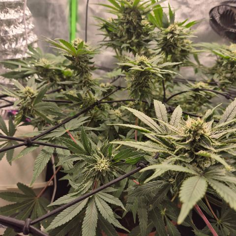 Mimosa evo Photo ♥️ Barney's Farm  growlog timeline photo
