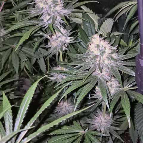 🍍Anna  #1 amnesia lemon  growlog timeline photo