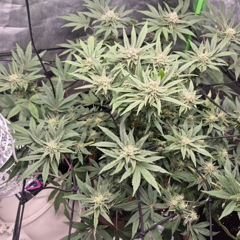 Mimosa evo Photo ♥️ Barney's Farm  growlog timeline photo