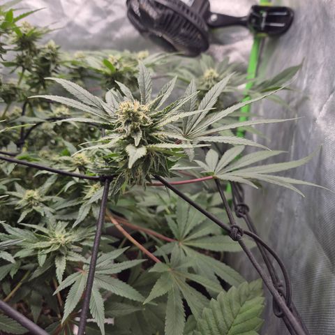 Mimosa evo Photo ♥️ Barney's Farm  growlog timeline photo