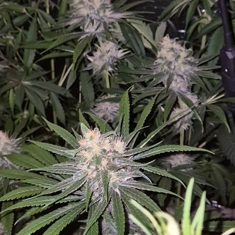 🍍Anna  #1 amnesia lemon  growlog timeline photo