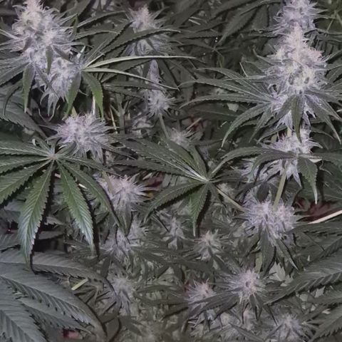 🍍Anna  #1 amnesia lemon  growlog timeline photo