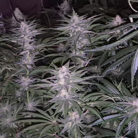 DieAnnas  #2 amnesia lemon/ungedämmter Dachboden growlog timeline photo