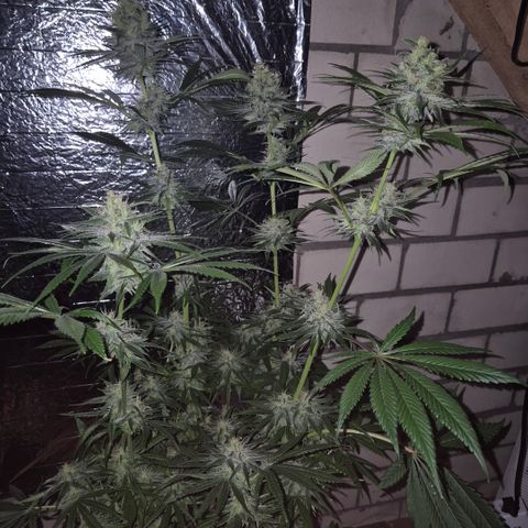 🍍Anna  #1 amnesia lemon  growlog timeline photo