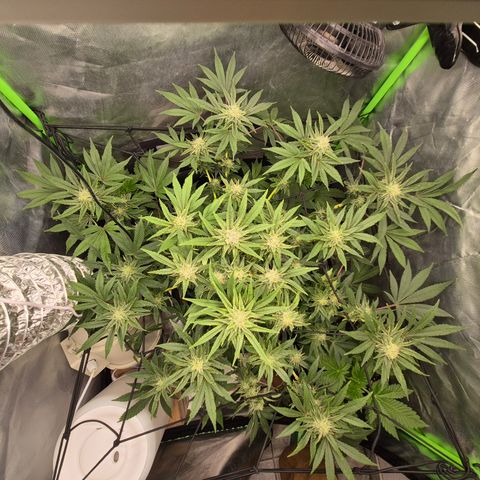 Mimosa evo Photo ♥️ Barney's Farm  growlog timeline photo