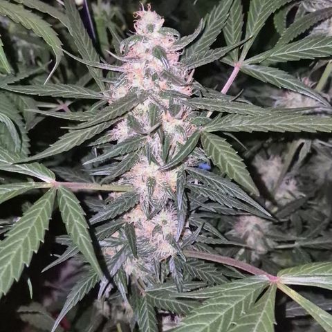 🌈 Zkittles auto🌈 growlog timeline photo