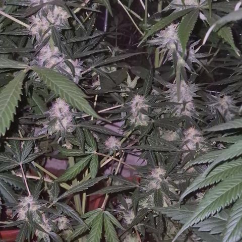 🌈 Zkittles auto🌈 growlog timeline photo
