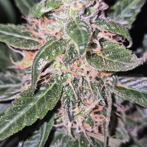 🌈 Zkittles auto🌈 growlog timeline photo