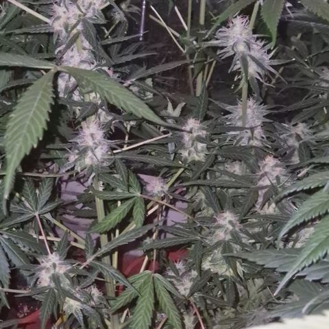 🌈 Zkittles auto🌈 growlog timeline photo